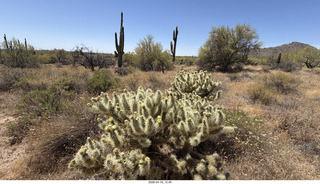 Scottsdale- Granite Mountain hike - flowers