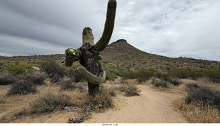 funky saguaro cactus