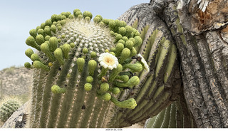 funky saguaro cactus in bloom