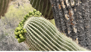 funky saguaro cactus in bloom