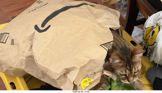 cat Pickle is out of the bag