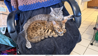 cats Potato and Pickle