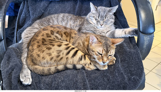cats Potato and Pickle