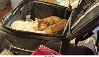 cat Pickle in my luggage