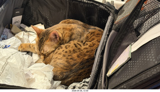 cat Pickle in my luggage