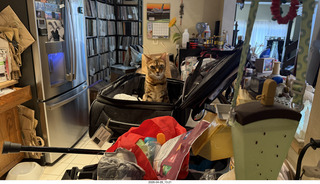 cat Pickle in my luggage