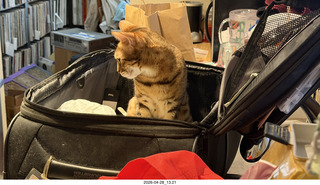 cat Pickle in my luggage