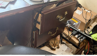 cat Pickle in a desk drawer