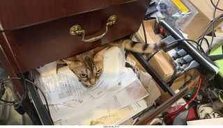 cat Pickle in a desk drawer