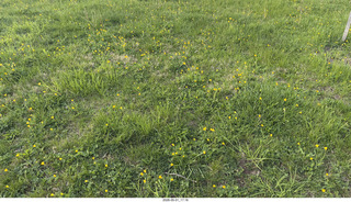 green grass