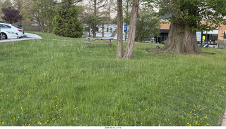 green grass