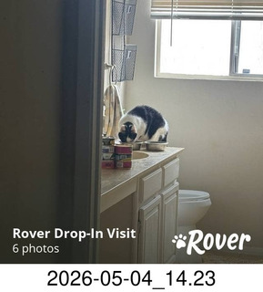 Rover.com - my cat Scruffles