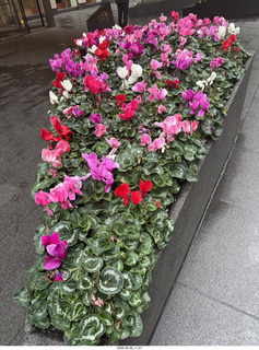 New York City - flowers