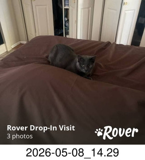 Rover.com - my cat Devin