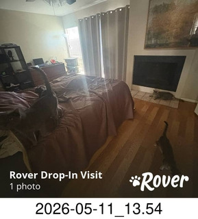 20 a2v. rover - my cats