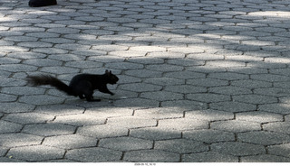 81 a2v. New York City - Central Park - black squirrel