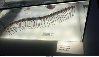 178 a2y. Spain - Barcelona - La Pedrera - museum display - python skeleton