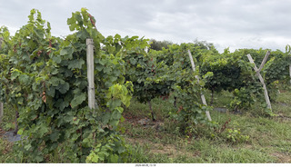 136 a2y. Spain - Bilbao wine tour - winery