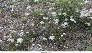 138 a2y. Spain - Bilbao wine tour - winery wildflowers