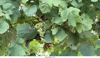 147 a2y. Spain - Bilbao wine tour winery - grapes