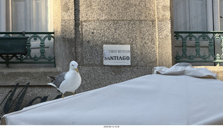 178 a2y. Spain - Santiago de Compostela - walking tour - seagull