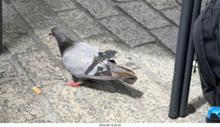 154 a2y. Spain - bus tour of north shore - restaurant - pigeon