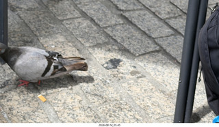 155 a2y. Spain - bus tour of north shore - restaurant - pigeon