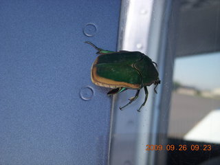 Doug's Buggs and Bunnies - right-hand-drive beetle