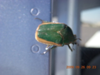 Doug's Buggs and Bunnies - cool VW beetle