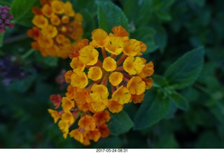 new camera - flowers
