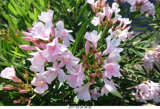 new camera - flowers