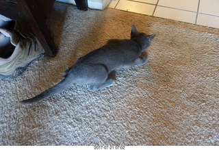 my cat Max hissing at my new cats
