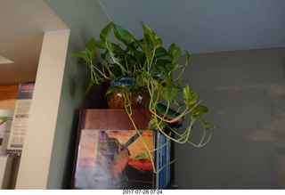 my new plant