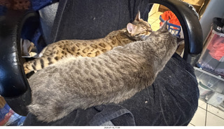 cereal bag with cat Potato